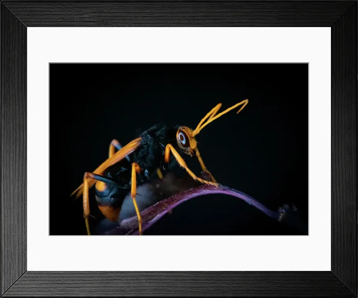 Framed Print : Hornet. Close up Hornet Framed Print : Hornet. Close up Hornet