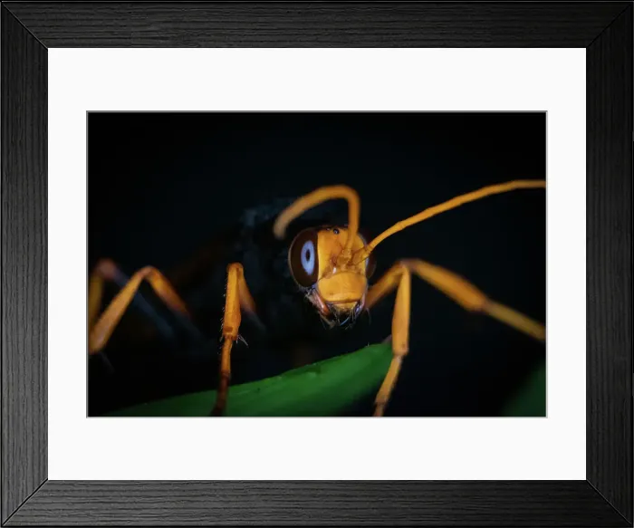 Framed Print : Hornet. Close up Hornet