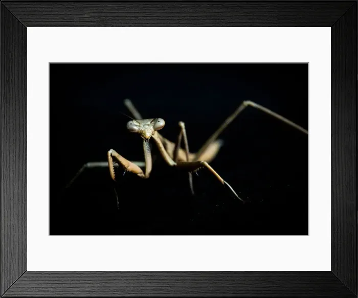Framed Print : preying mantis Framed Print : preying mantis