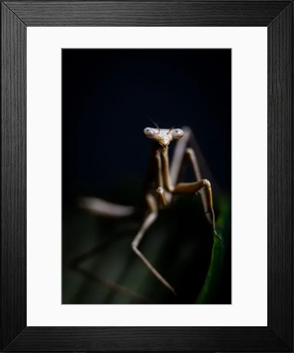 Framed Print : Preying mantis