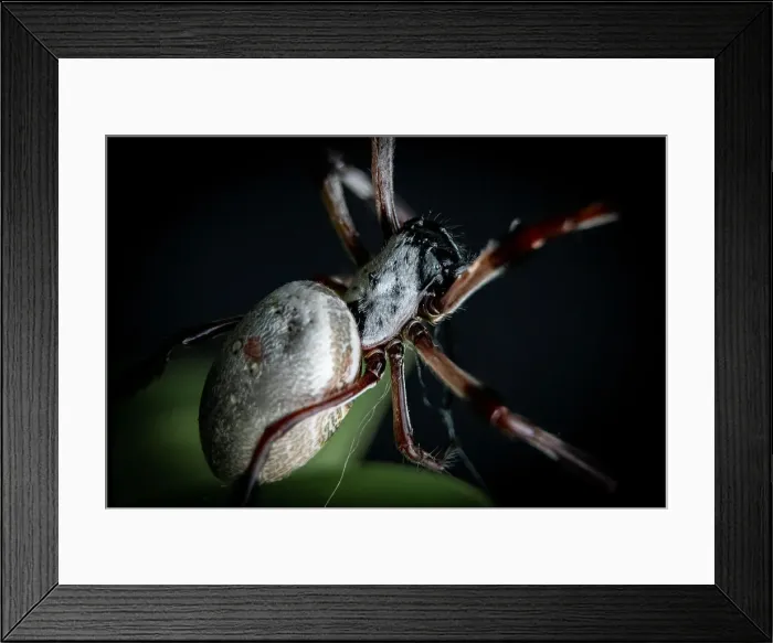 Framed Print : Orb Spider Framed Print : Orb Spider
