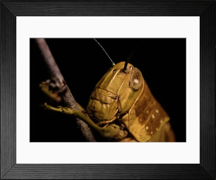 Framed Print : Grasshoper macro Framed Print : Grasshoper macro