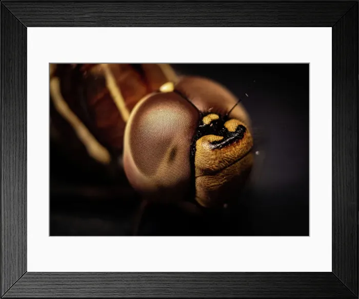 Framed Print : Dragonfly eye macro Framed Print : Dragonfly eye macro