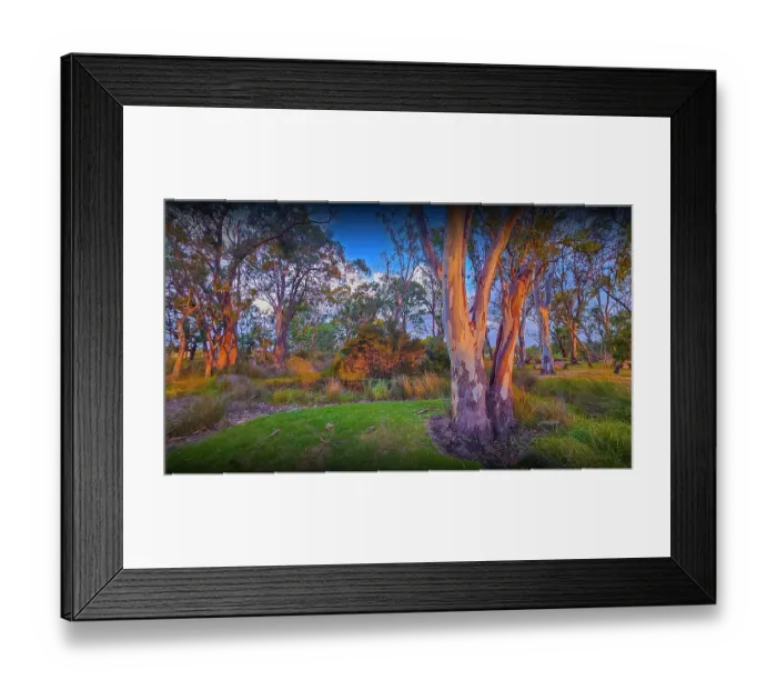 Framed Print : Summer light at Hidden Grove, a bushland and beautiful treed setting in Suburban Melbourne Framed Print : Summer light at Hidden Grove, a bushland and beautiful treed setting in Suburban Melbourne