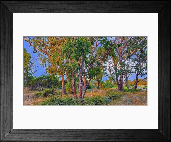 Framed Print : Summer light at Hidden Grove, a bushland and beautiful treed setting in Suburban Melbourne