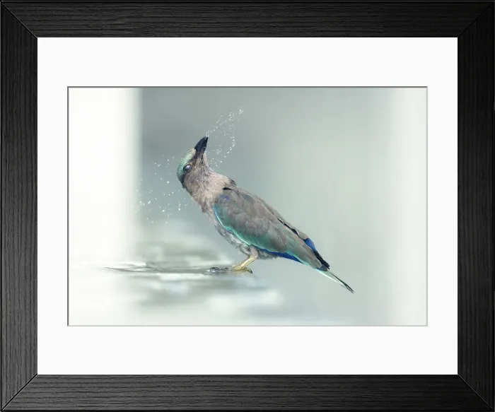 Framed Print : An indian roller (Coracias benghalensis) washes in a swiming pool and flicks water while shaking its head