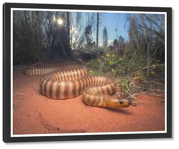 A wild woma python (Aspidites ramsayi) in sandy scrub and desert habitat, arid Central Australia