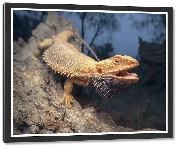 A wild central bearded dragon (Pogona vitticeps) posing on a fallen tree at night with mouth open in defensive posture, Australia