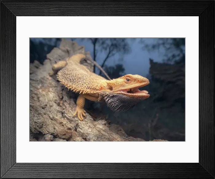 Framed Print : A wild central bearded dragon (Pogona vitticeps) posing on a fallen tree at night with mouth open in defensive posture, Australia Framed Print : A wild central bearded dragon (Pogona vitticeps) posing on a fallen tree at night with mouth open in defensive posture, Australia