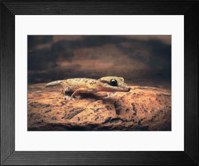 Framed Print : A wild, inland marbled gecko (Oedura cincta) walking across a rocky ledge at night in central Australia