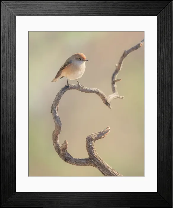 Framed Print : Female red-capped robin (Petroica goodenovii) perched on a stick in Vulkathunha, Australia Framed Print : Female red-capped robin (Petroica goodenovii) perched on a stick in Vulkathunha, Australia