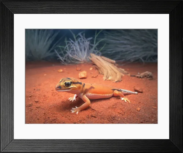 Framed Print : Close-up portrait of a wild Smooth Knob-tail gecko (Nephrurus laevissimus) from arid inland of Australia at night on a sand substrate and vegetation in background Framed Print : Close-up portrait of a wild Smooth Knob-tail gecko (Nephrurus laevissimus) from arid inland of Australia at night on a sand substrate and vegetation in background