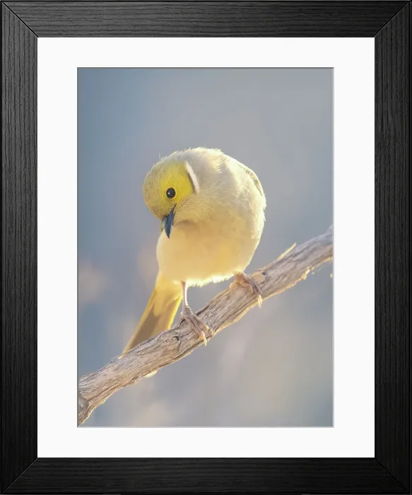 Framed Print : A backlit, wild white-plumed honeyeater bird (Lichenostomus penicillatus) perched on a branch in warm evening sunlight