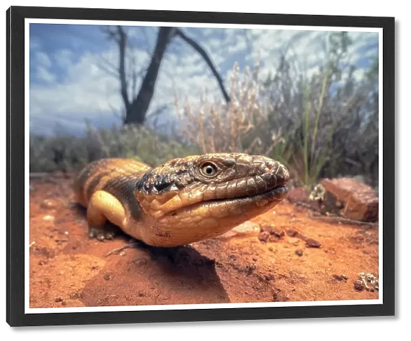 A closeup portrait of a wild western bluetongue lizard (Tiliqua occipitalis) from the arid outback of Australia