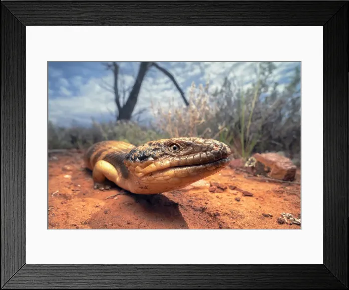 Framed Print : A closeup portrait of a wild western bluetongue lizard (Tiliqua occipitalis) from the arid outback of Australia