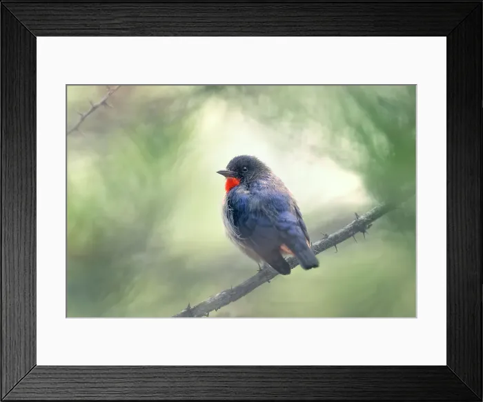 Framed Print : A wild mistletoe bird (Dicaeum hirundinaceum) perched on a thorny branch with blurred tree and vegetation background, Australia Framed Print : A wild mistletoe bird (Dicaeum hirundinaceum) perched on a thorny branch with blurred tree and vegetation background, Australia