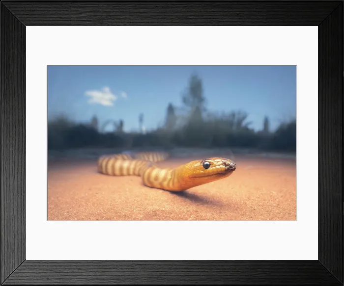 Framed Print : Wild woma python (Aspidites ramsayi) on sandy substrate with vegetation in background, central Australia