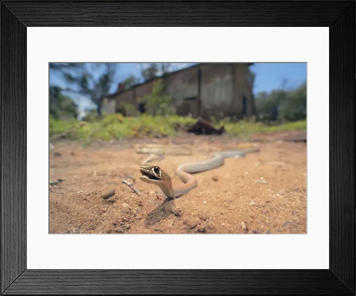 Framed Print : Wild yellow-faced whipsnake (Demansia psammophis) in habitat with ruined building and trees in background on a sunny day Framed Print : Wild yellow-faced whipsnake (Demansia psammophis) in habitat with ruined building and trees in background on a sunny day