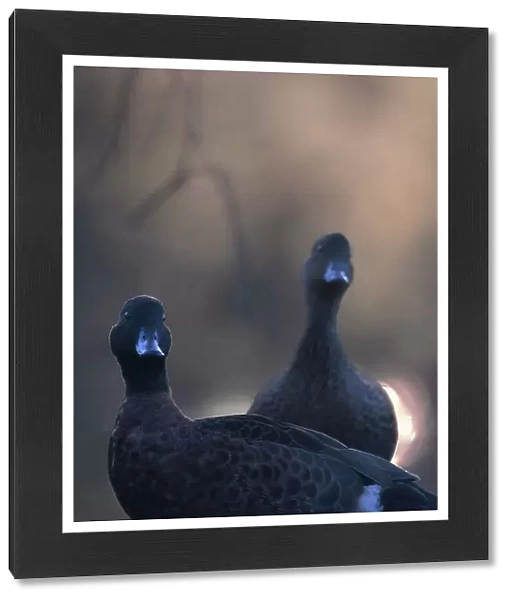 A pair of wild Chesnut Teal (Anas castanea) backlit in morning light with atmospheric fog and overhanging branches, Australia