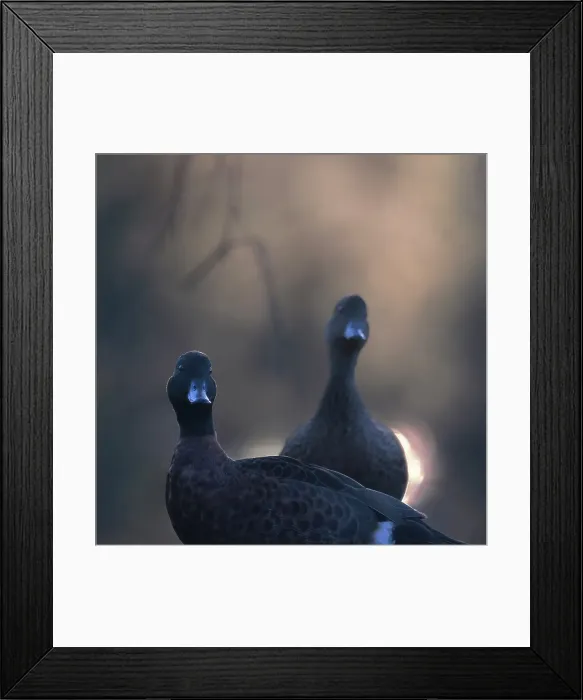 Framed Print : A pair of wild Chesnut Teal (Anas castanea) backlit in morning light with atmospheric fog and overhanging branches, Australia Framed Print : A pair of wild Chesnut Teal (Anas castanea) backlit in morning light with atmospheric fog and overhanging branches, Australia