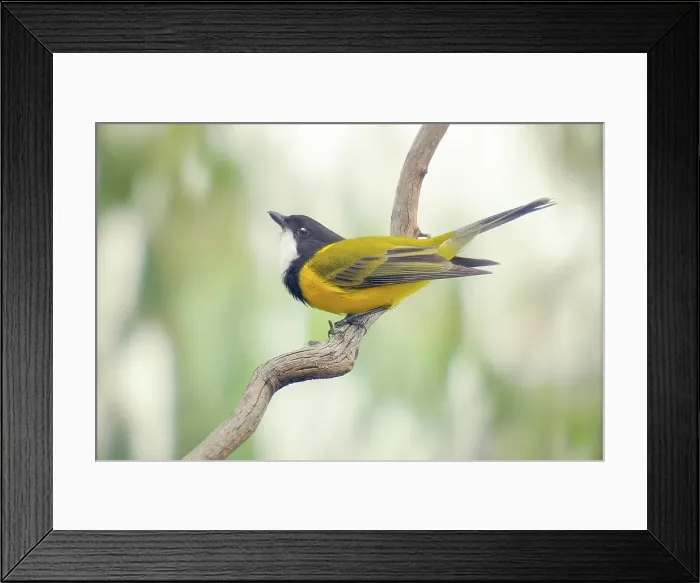 Framed Print : A male Golden Whistler (Pachycephala pectoralis) strikes a pose on a branch isolated against a blurred, eucalyptus woodland background, Melbourne Australia Framed Print : A male Golden Whistler (Pachycephala pectoralis) strikes a pose on a branch isolated against a blurred, eucalyptus woodland background, Melbourne Australia
