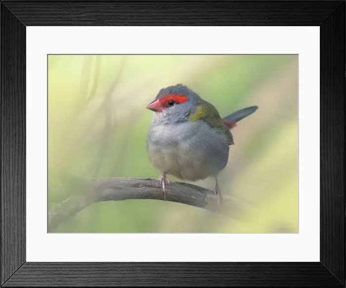 Framed Print : A wild red-browed finch (Neochmia temporalis) perched on a branch with blurred background, Australia