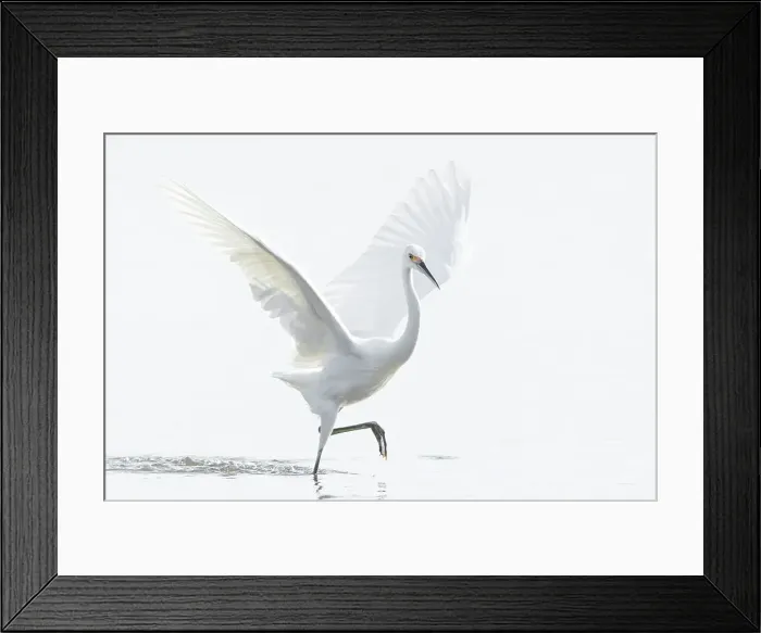 Framed Print : Little Egret Framed Print : Little Egret