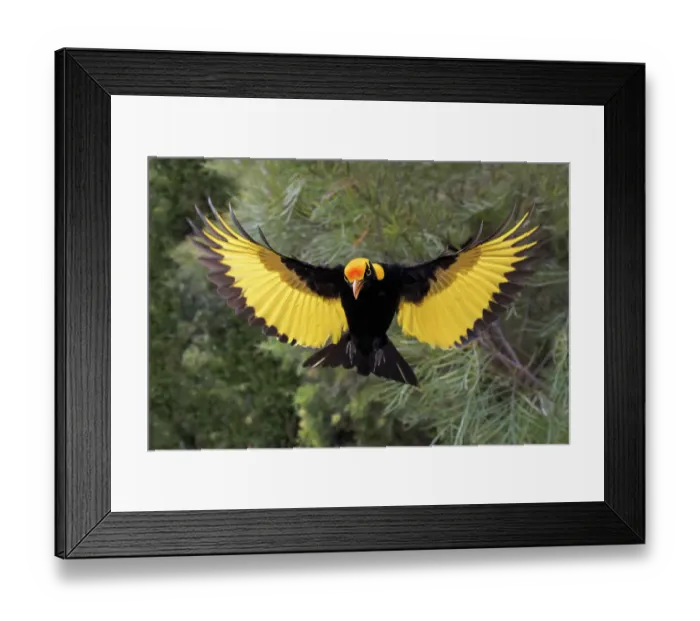 Framed Print : Regent Bowerbird ( Sericulus chrysocephalus ) Australian Endemic