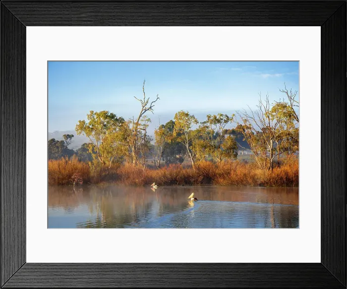 Framed Print : Foggy Morning with the Pelicans at River Murray, South Australia Framed Print : Foggy Morning with the Pelicans at River Murray, South Australia