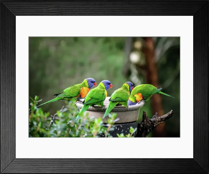 Framed Print : A Flock of Rainbow Lorikeets, South Australia