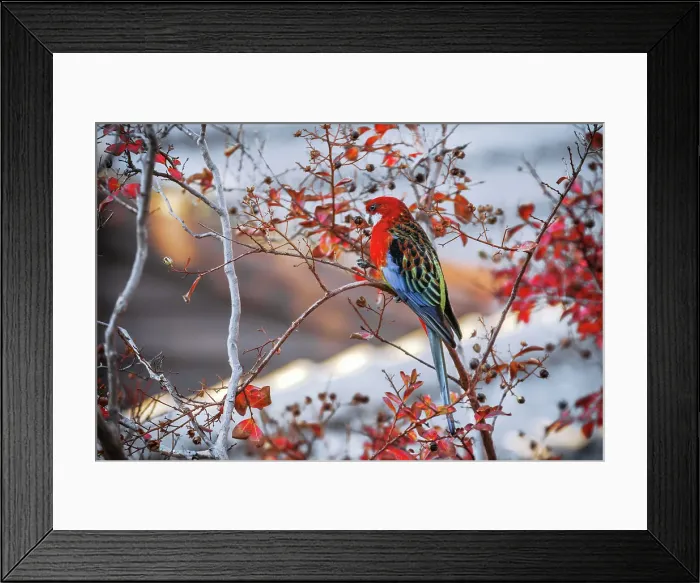 Framed Print : Eastern Rosella During Autumn Season, South Australia