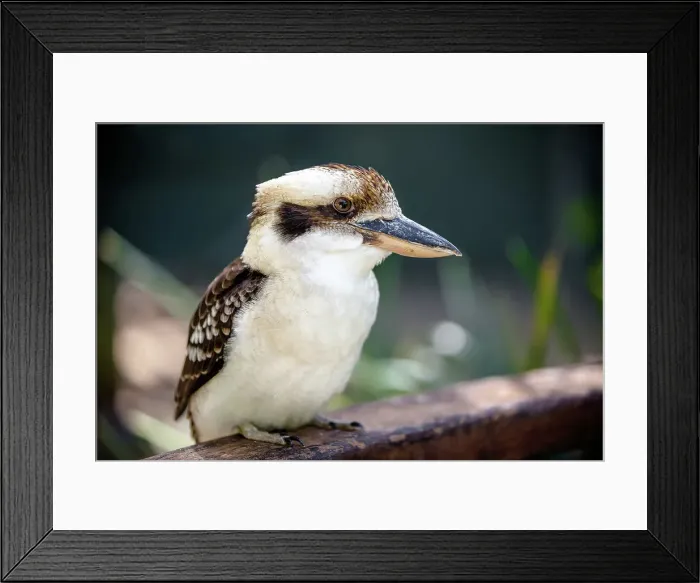 Framed Print : The Laughing Kookaburra, Eastern Australia Framed Print : The Laughing Kookaburra, Eastern Australia