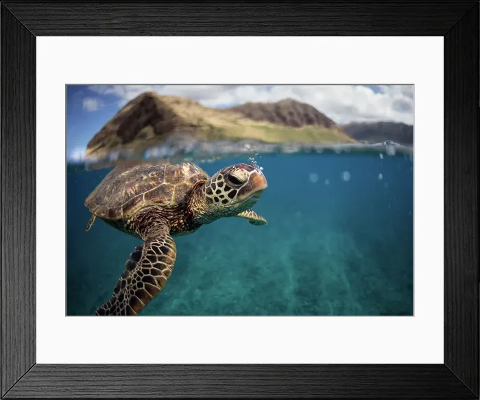 Framed Print : A green sea turtle Framed Print : A green sea turtle