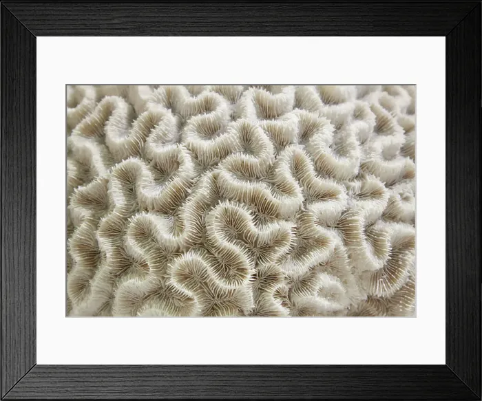 Framed Print : Brain coral Framed Print : Brain coral