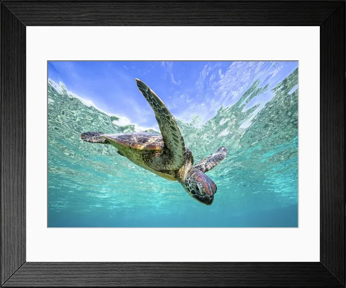 Framed Print : Sea Turtle Framed Print : Sea Turtle
