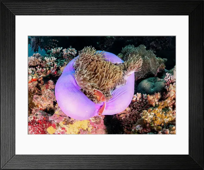Framed Print : Pink anemone fish and anemone, Great Barrier Reef Marine Park Framed Print : Pink anemone fish and anemone, Great Barrier Reef Marine Park