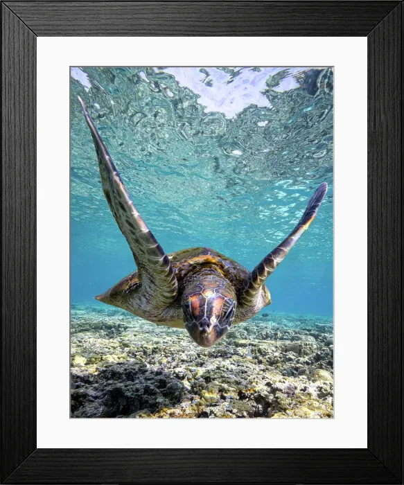 Framed Print : Sea Turtle Framed Print : Sea Turtle