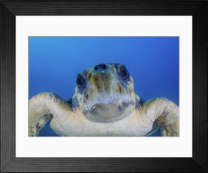Framed Print : Soulful Loggerhead Sea Turtle Portrait Framed Print : Soulful Loggerhead Sea Turtle Portrait
