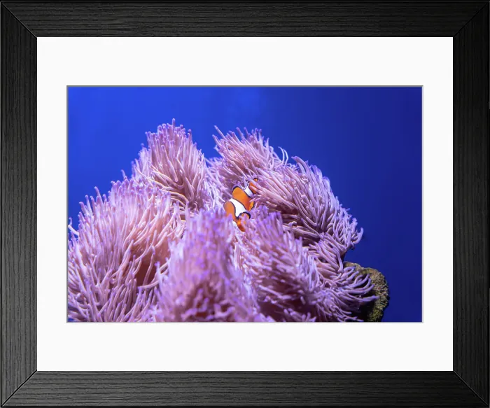 Framed Print : Clown fish in an anemone in Australian waters