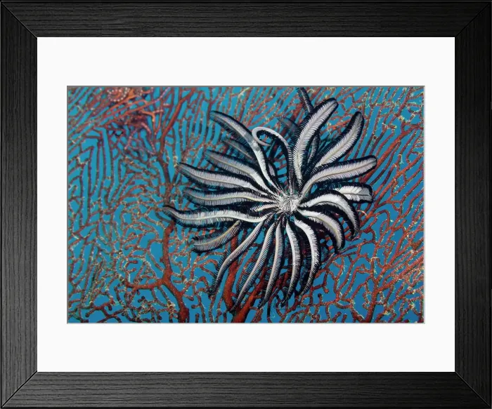 Framed Print : Feather Star (Crinoidea) feeding on a gorgonia, Great Barrier Reef, Queensland Framed Print : Feather Star (Crinoidea) feeding on a gorgonia, Great Barrier Reef, Queensland
