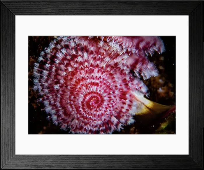 Framed Print : Great Barrier Reef Underwater Landscapes and Wildlife