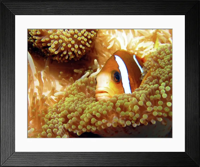 Framed Print : Clown Fish in Sea Anemone Macro Framed Print : Clown Fish in Sea Anemone Macro