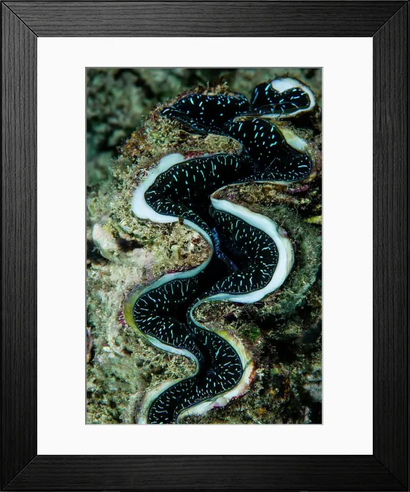 Framed Print : Neon blue markings on the curved lips of a Fluted Giant Clam on a reef Framed Print : Neon blue markings on the curved lips of a Fluted Giant Clam on a reef