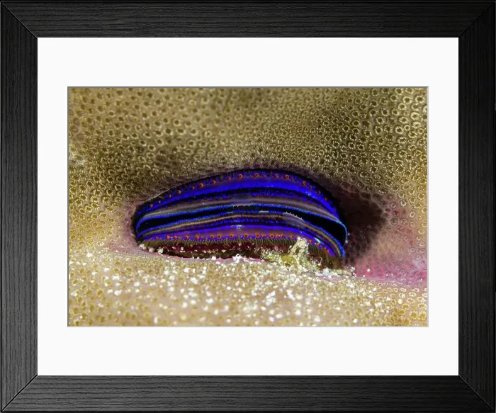 Framed Print : Blue burrows clam (Tridacna crocea) inside coral, Great Barrier Reef, Queensland Framed Print : Blue burrows clam (Tridacna crocea) inside coral, Great Barrier Reef, Queensland
