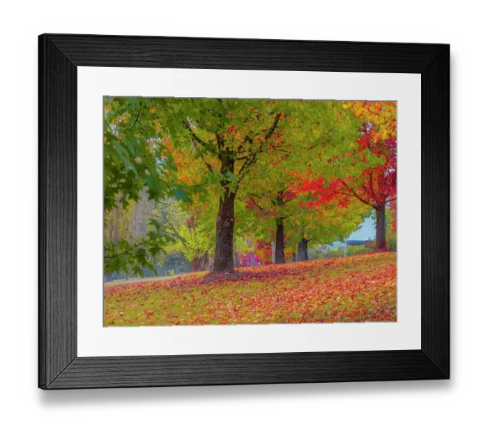 Framed Print : The vibrant autumn colours aound the town of Bright, Ovens Valley, Victoria, Australia Framed Print : The vibrant autumn colours aound the town of Bright, Ovens Valley, Victoria, Australia