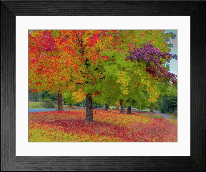 Framed Print : The vibrant autumn colours aound the town of Bright, Ovens Valley, Victoria, Australia Framed Print : The vibrant autumn colours aound the town of Bright, Ovens Valley, Victoria, Australia