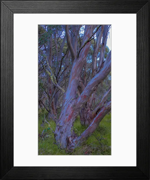 Framed Print : Snow Gums at Dinner Plains in the high country near Mount Hotham, Victoria, Australia Framed Print : Snow Gums at Dinner Plains in the high country near Mount Hotham, Victoria, Australia