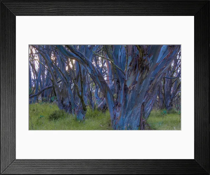 Framed Print : Snow Gums at Dinner Plains in the high country near Mount Hotham, Victoria, Australia Framed Print : Snow Gums at Dinner Plains in the high country near Mount Hotham, Victoria, Australia