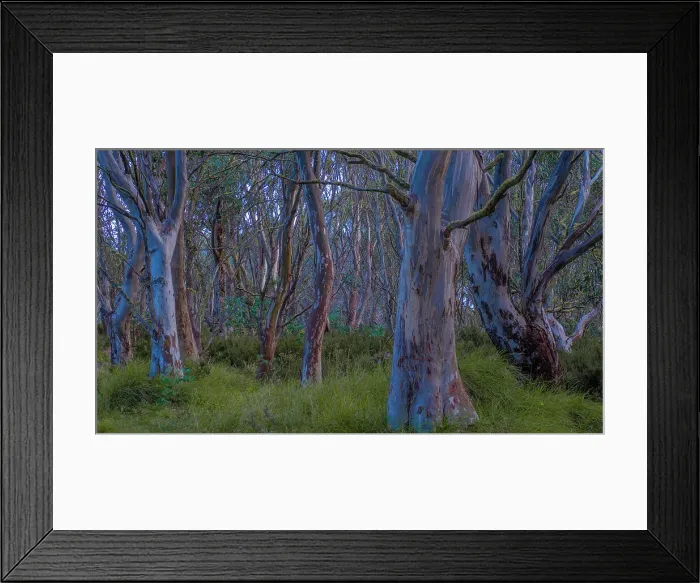 Framed Print : Snow Gums at Dinner Plains in the high country near Mount Hotham, Victoria, Australia Framed Print : Snow Gums at Dinner Plains in the high country near Mount Hotham, Victoria, Australia