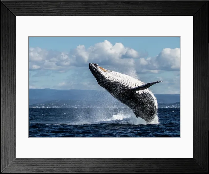 Framed Print : Humpback Whale Breaching